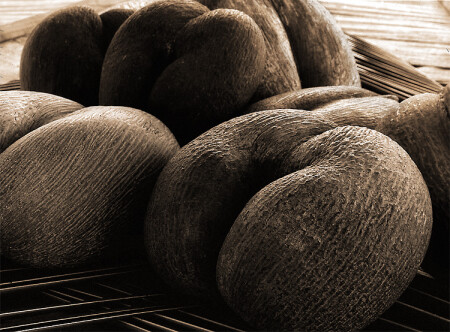 Coco de Mer