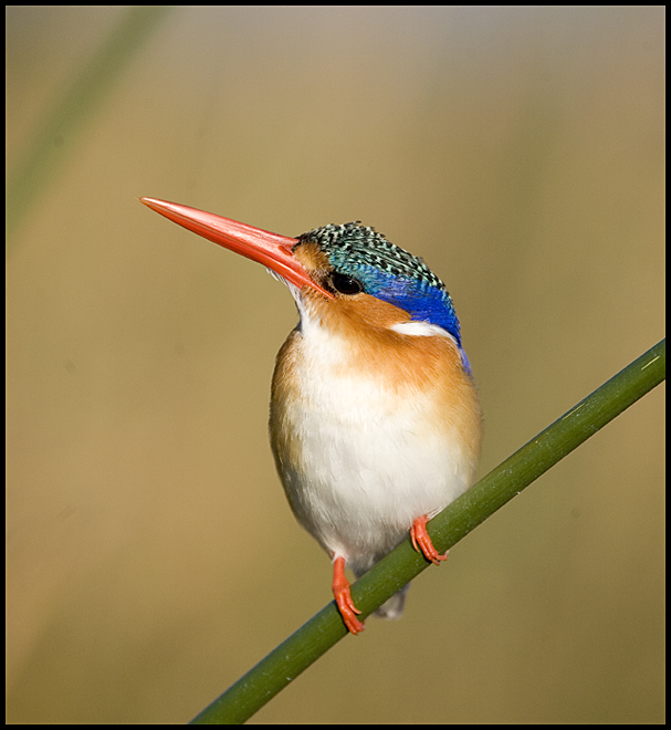 Malachite Kingfisher