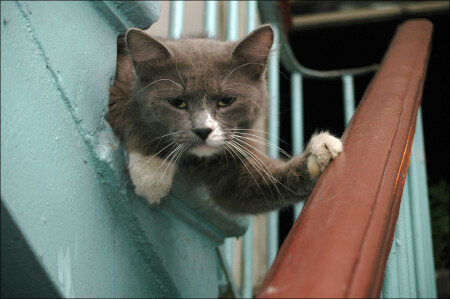 котик устал