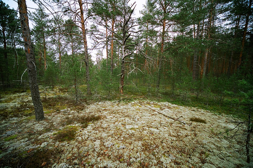 мох