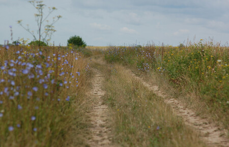 Разноцвет. Родины моей цветы.
