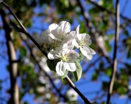 Яблоня в цвету