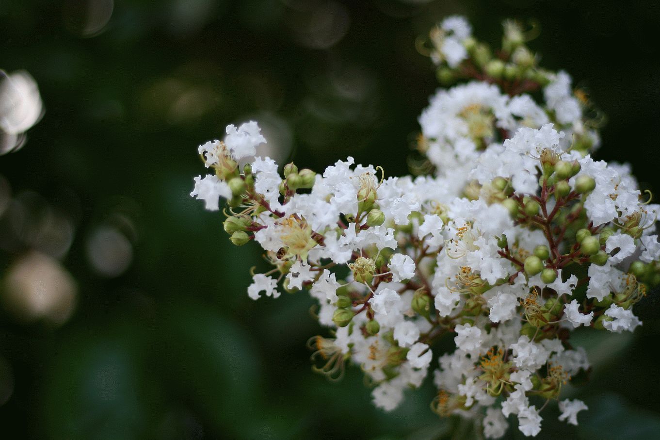 Flower 1