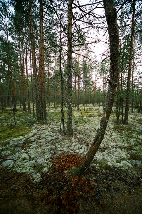 кривая с шишками
