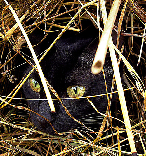 Julia the Kitten