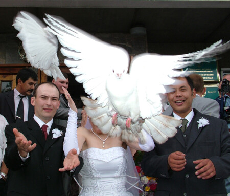 Тяжела работа &amp;quot;Свадебных Голубей&amp;quot;