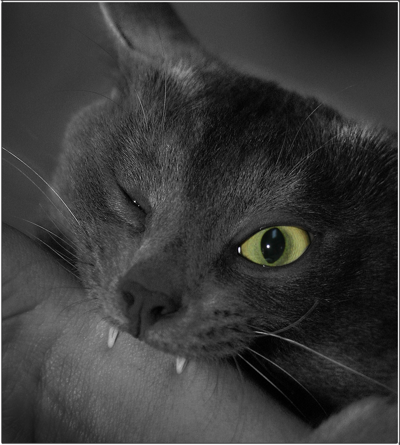 КОТ-БУЛЬ