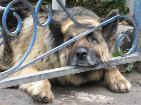 Так хочеться на волю