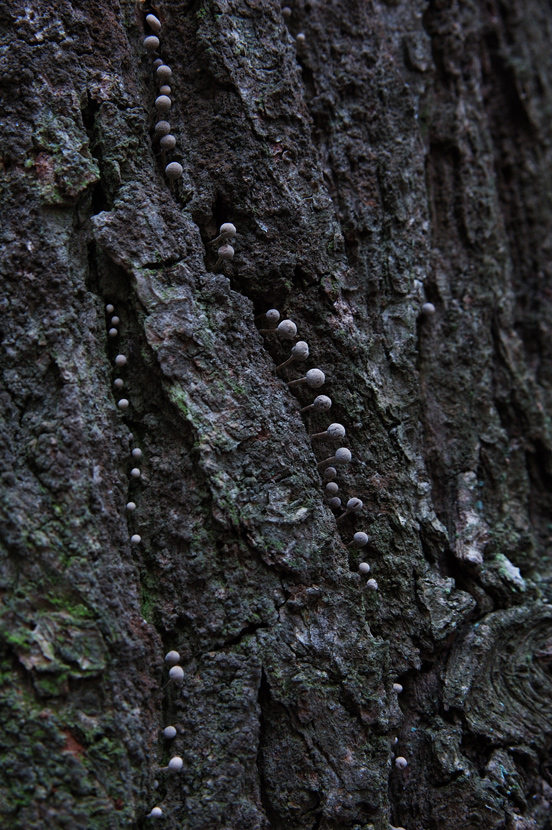 Флеогена буковая (Phleogena faginea)
