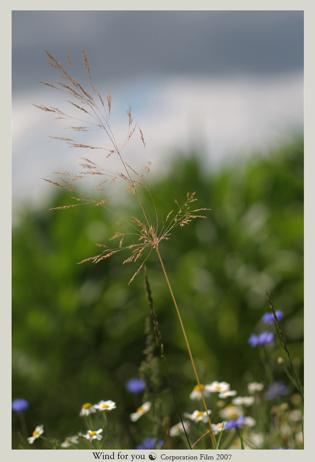 Wind for you