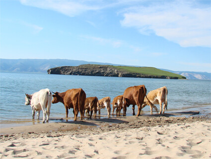 Ольхонские коровы