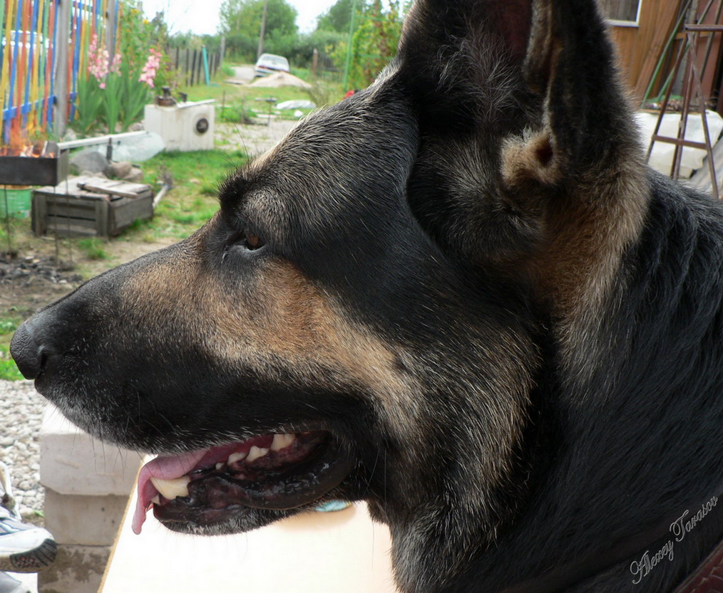 Клюв