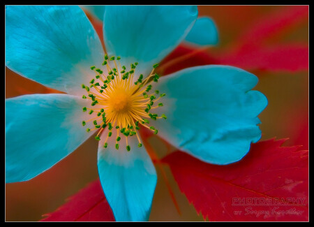 Color