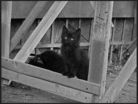  Этот кот от ушей до хвоста Был черней чем сама чернота 