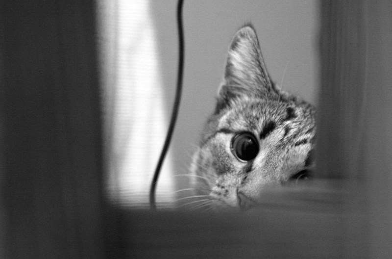 кошкозакат