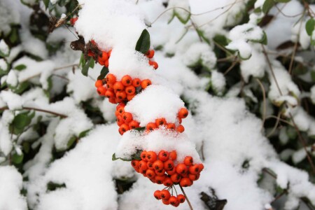 ягода под снегом