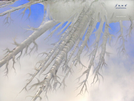 Зима укоренилась