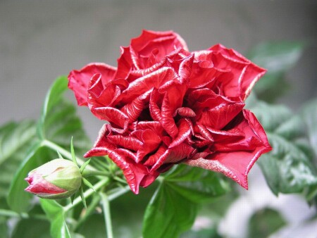 Rose2