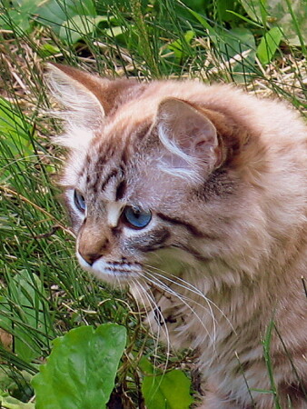 голубоглазый