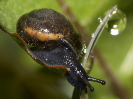 Улитка..эээ...волосатая 
