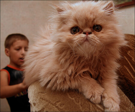 cat'n'kid