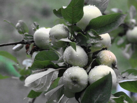 apple