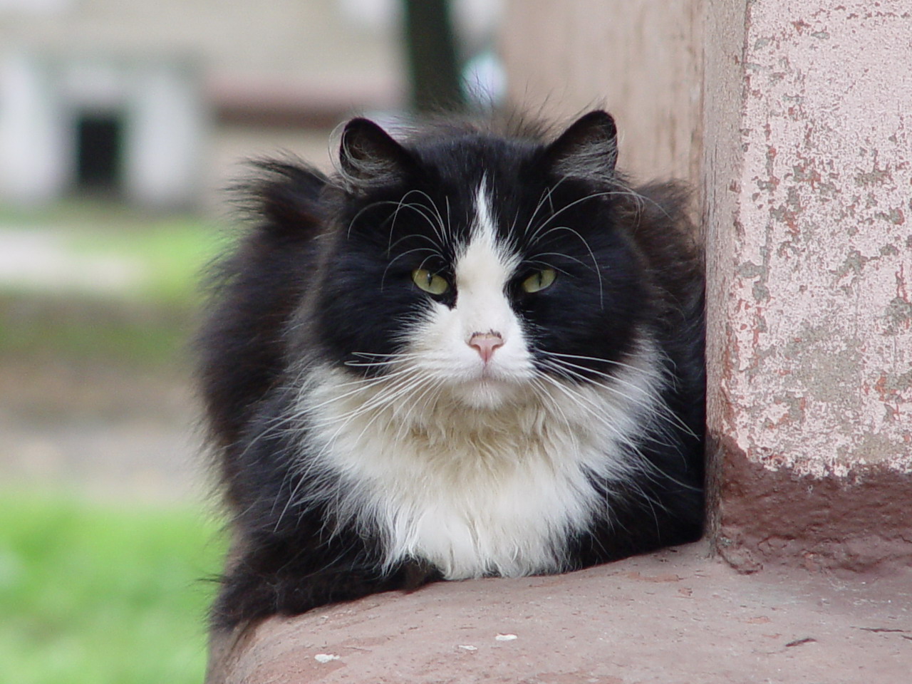 Сторожевой кот