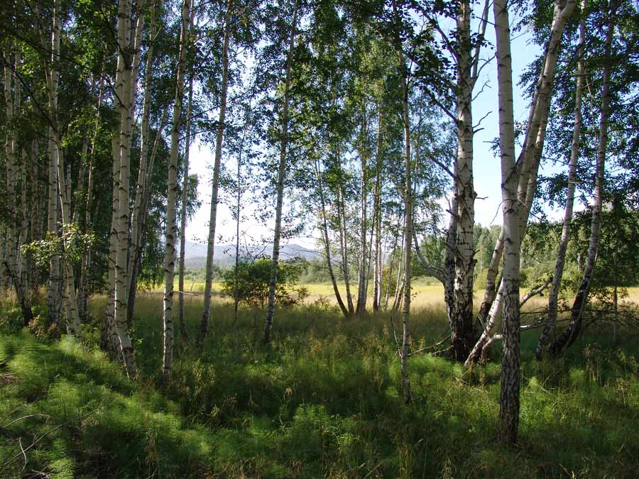 Классическая середина лета