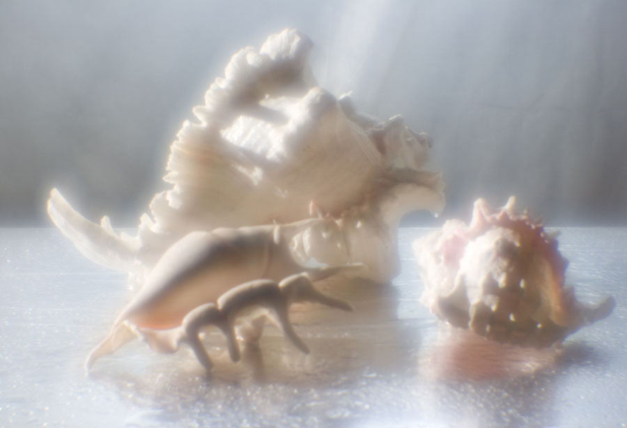 Seashells.