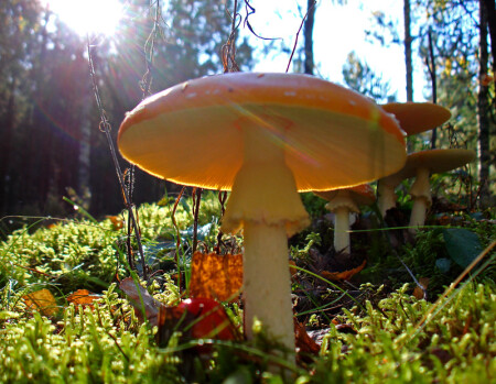 три мушкетера и ...