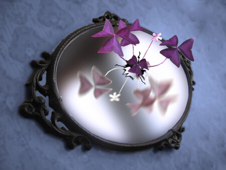 Цветы в зеркале