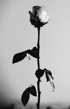 теряя силы...