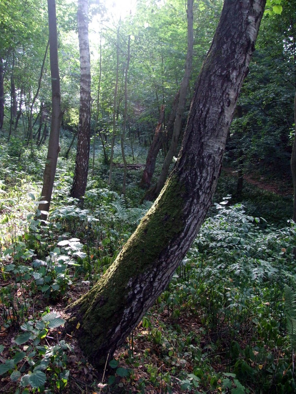 forest