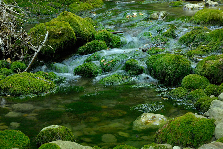 живая вода