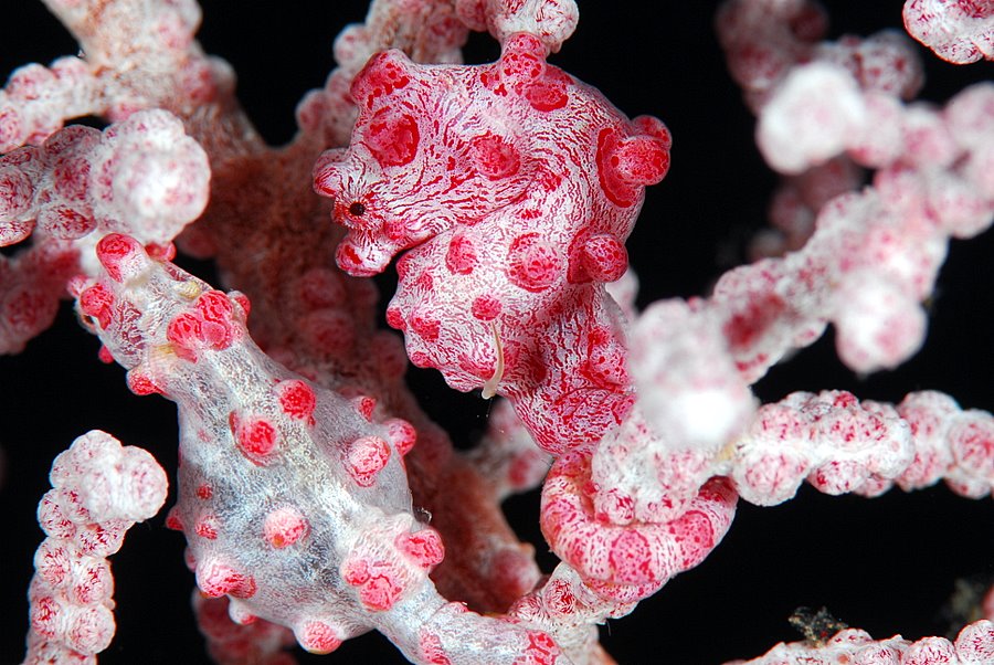 Pigmy seahorse