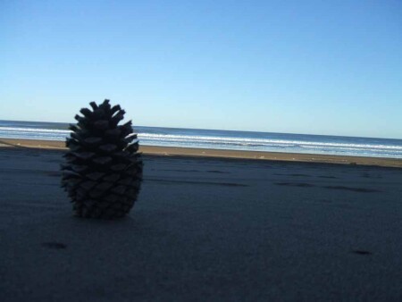 Ocean near to fir cone
