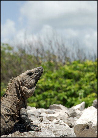 Сторож Развалин Майя