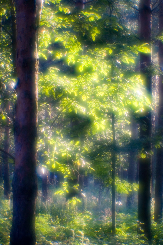 Magic woods