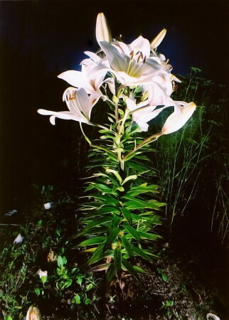 La fleur de lune