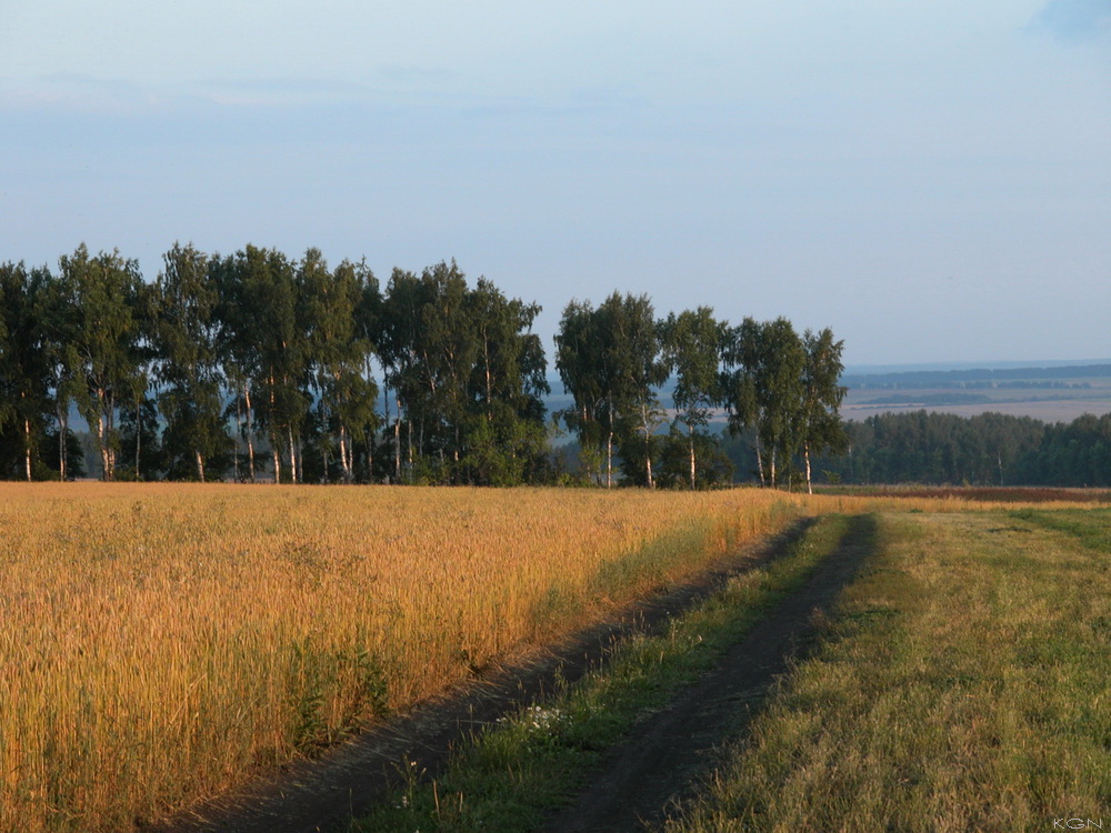 Полевая дорога