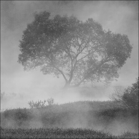 Квадратная ЧБ картинка с деревом в тумане у реки