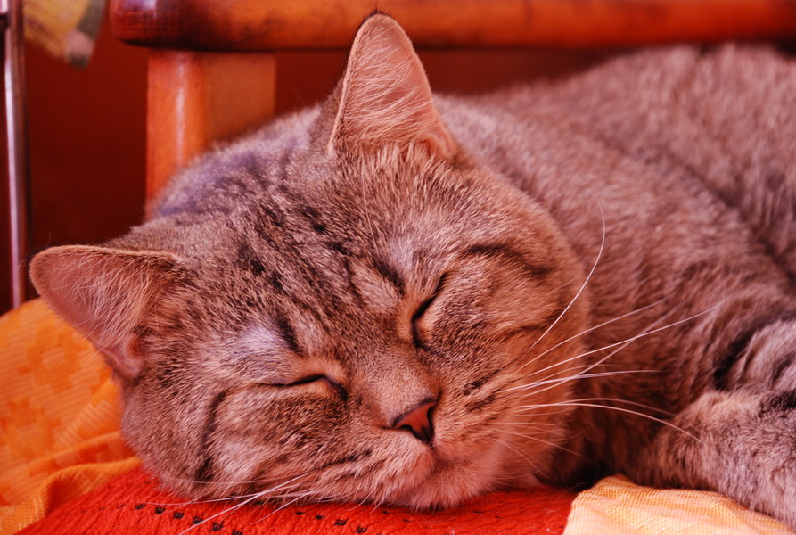 Кот