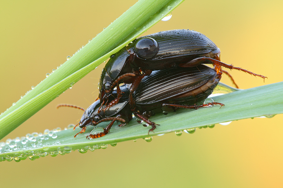 Zabrus tenebrioides 