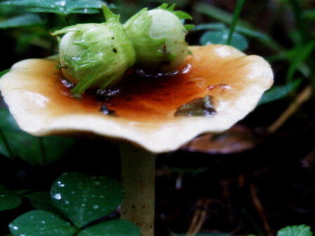 белкина тарелка