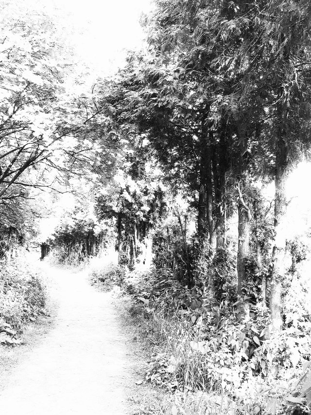 Secret forest