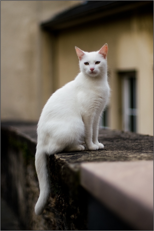 Люксембургская кошка