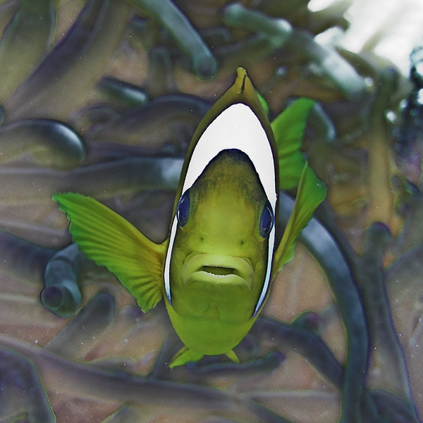 Говорящий амфиприон или Cannabis-Anemonus