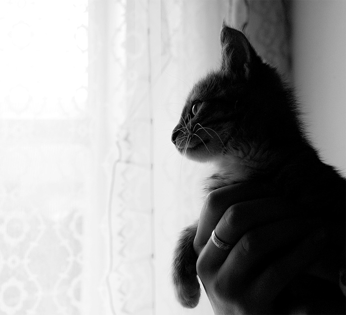 про кошака фотка