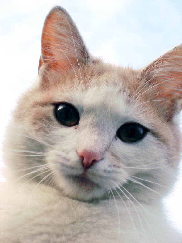 Кошак