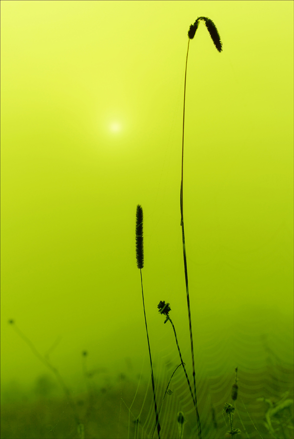 Fog in ecstasy